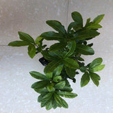 Grafted Yongguan Yangmei Plant